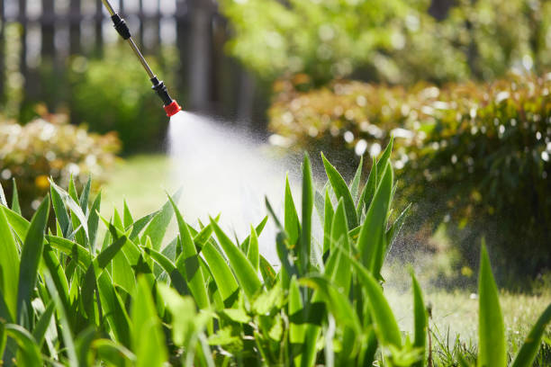 24/7 Emergency Termite Control experts in Innovation, VA